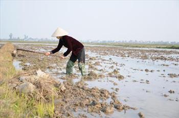 Gần 93% diện tích đã có nước gieo cấy vụ Đông Xuân